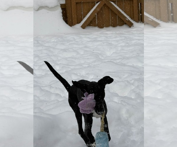 Medium Photo #1 Catahoula Leopard Dog-Labrador Retriever Mix Puppy For Sale in Strongsville, OH, USA
