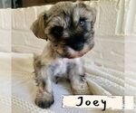 Small Photo #13 Schnauzer (Miniature) Puppy For Sale in TAYLORS, SC, USA