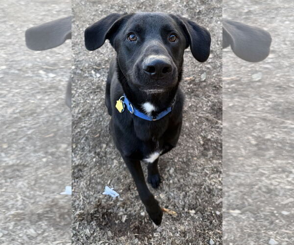 Medium Photo #1 Mutt Puppy For Sale in Corning, AR, USA