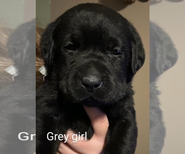 Medium Photo #1 Labrador Retriever Puppy For Sale in HASTINGS, MI, USA