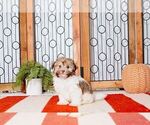Small Photo #2 Havanese Puppy For Sale in NAPLES, FL, USA