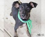 Small Photo #3 Labrador Retriever-Unknown Mix Puppy For Sale in Washington, DC, USA