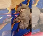 Small Photo #9 Chinese Shar-Pei Puppy For Sale in DIXON, CA, USA