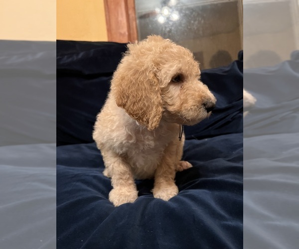 Medium Photo #8 Goldendoodle Puppy For Sale in ASHEVILLE, NC, USA
