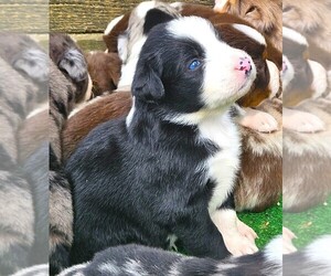 Australian Shepherd Puppy for sale in NELSON, VA, USA