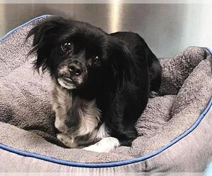 Chihuahua-Unknown Mix Dogs for adoption in Orange, CA, USA