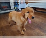 Small Photo #4 Golden Retriever Puppy For Sale in FALCON, CO, USA