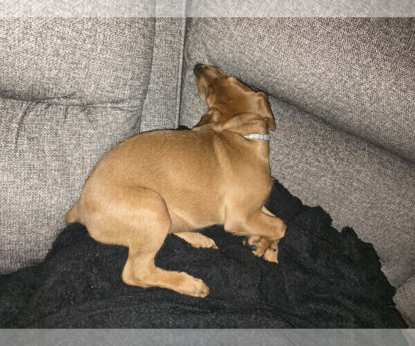 Medium Photo #2 Dachshund-Doberman Pinscher Mix Puppy For Sale in Buffalo, MN, USA