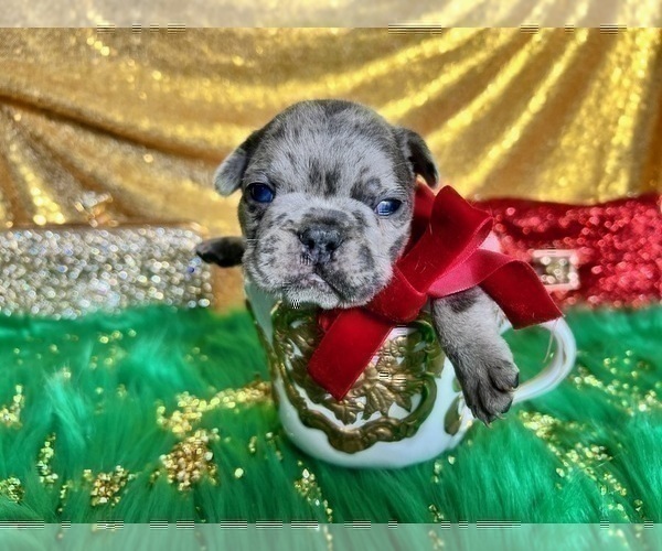 Medium Photo #38 French Bulldog Puppy For Sale in HAYWARD, CA, USA