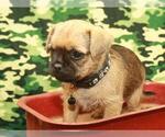 Small Photo #1 Pugshire Puppy For Sale in SHAWNEE, OK, USA
