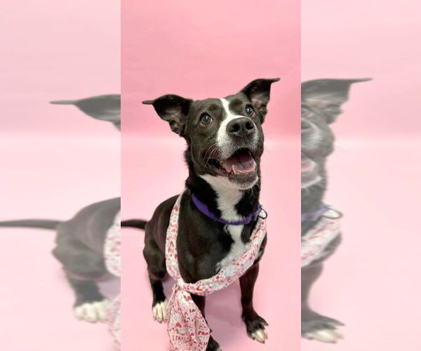 Medium Photo #8 Labrador Retriever-Unknown Mix Puppy For Sale in South Bend, IN, USA