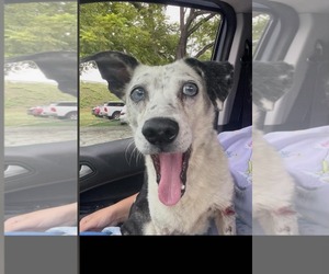 Mutt Dogs for adoption in Frenchburg, KY, USA