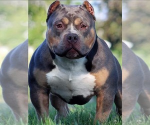Father of the American Bully puppies born on 07/10/2019