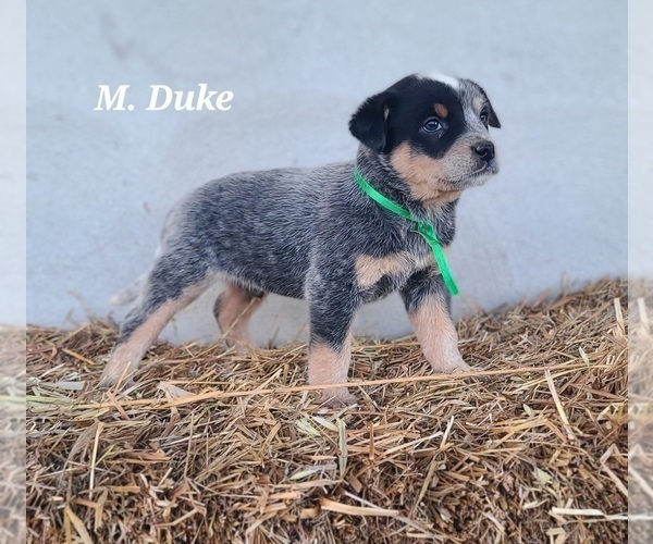 Medium Photo #1 Australian Cattle Dog Puppy For Sale in NATHALIE, VA, USA