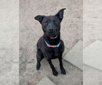 Small #1 Retriever  Mix