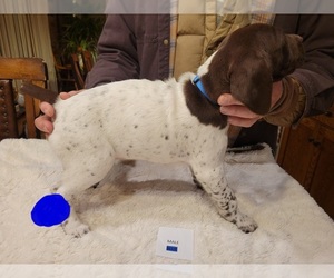 German Shorthaired Pointer Dog for Adoption in CHETEK, Wisconsin USA