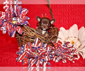 Chihuahua Litter for sale in CHARLESTON, AR, USA