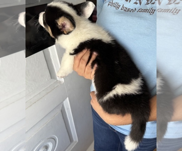 Medium Photo #2 Pembroke Welsh Corgi Puppy For Sale in PHILADELPHIA, PA, USA