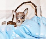 Small #3 Chihuahua