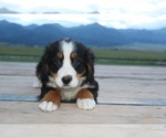 Puppy 1 Bernese Mountain Dog