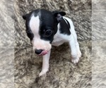 Small #4 Rat Terrier