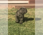 Small Photo #26 Neapolitan Mastiff Puppy For Sale in BRISTOW, VA, USA