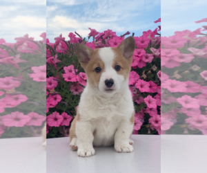 Pembroke Welsh Corgi Puppy for sale in FREDERICKSBG, OH, USA