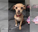 Small #1 Chihuahua Mix