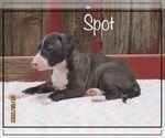 Puppy 1 Italian Greyhound