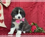 Small Photo #1 Border Collie-Maremma Sheepdog Mix Puppy For Sale in LANCASTER, PA, USA