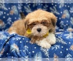 Small Photo #1 Lhasa Apso Puppy For Sale in LAKELAND, FL, USA