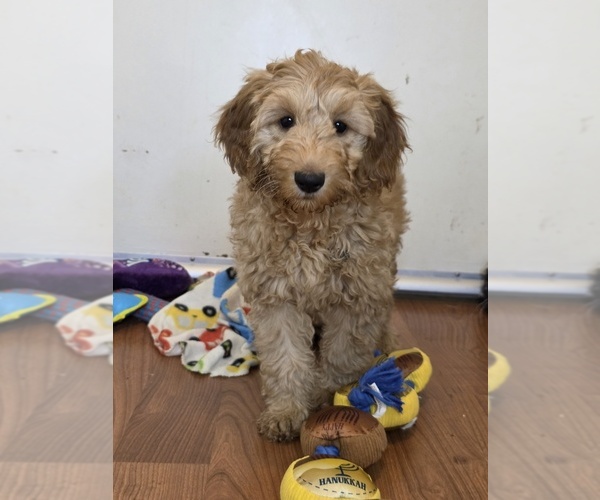 Medium Photo #1 Goldendoodle (Miniature) Puppy For Sale in KEENE, NH, USA