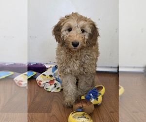 Goldendoodle (Miniature) Puppy for Sale in KEENE, New Hampshire USA