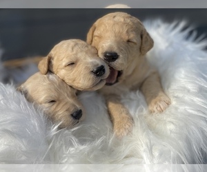 Goldendoodle Puppy for sale in PORTERVILLE, CA, USA