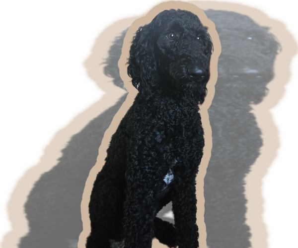 Medium Photo #1 Labradoodle Puppy For Sale in WEST DES MOINES, IA, USA
