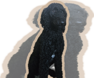 Mother of the Labradoodle puppies born on 06/30/2026