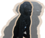 Small Photo #1 Labradoodle Puppy For Sale in WEST DES MOINES, IA, USA