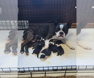 Boston Terrier Puppy for Sale in HENNING, Minnesota USA