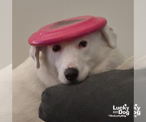 Medium Photo #3 Great Pyrenees-Unknown Mix Puppy For Sale in Washington, DC, USA