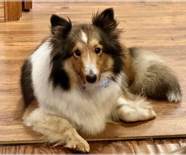 Medium Photo #3 Mutt Puppy For Sale in Wamego, KS, USA