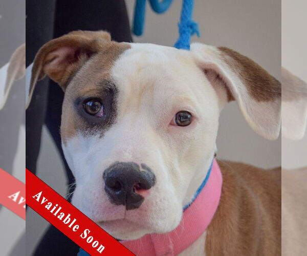 Medium Photo #1 American Staffordshire Terrier-Boxer Mix Puppy For Sale in Huntley, IL, USA