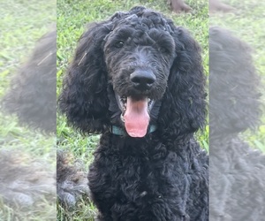 Poodle (Standard) Dogs for adoption in LEXINGTON, GA, USA
