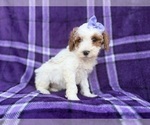 Small #4 Cavapoo (Miniature)