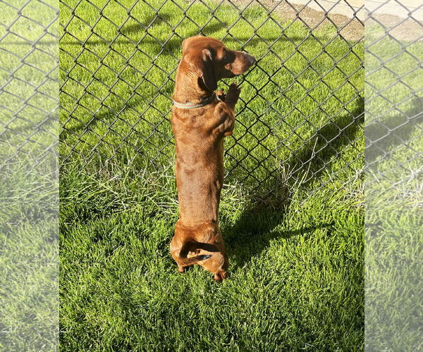 Medium Photo #3 Dachshund Puppy For Sale in Shelbyville, TN, USA