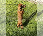 Small #2 Dachshund