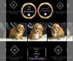 Small #3 Poodle (Miniature)