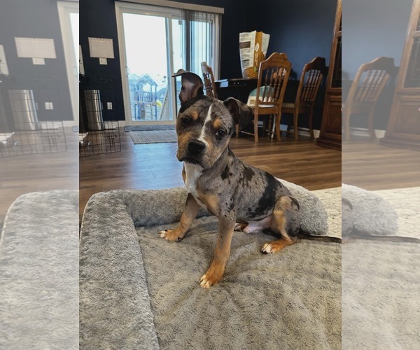 Medium Photo #4 Mutt Puppy For Sale in St. Louis Park, MN, USA