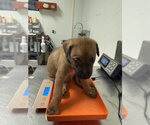 *BAKED BEAN - Male Mutt Dog for Adoption - Small photo