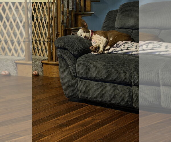 Medium Photo #2 Mutt Puppy For Sale in Foristell, MO, USA