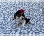 Small #5 Beagle
